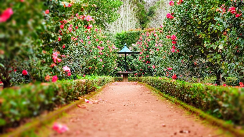 Professionelle Gartenpflege mit blühenden Beeten